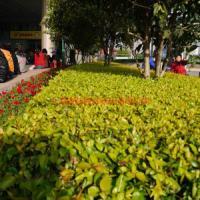 园林绿化工程施工与养护承包 打造绿色生态之美