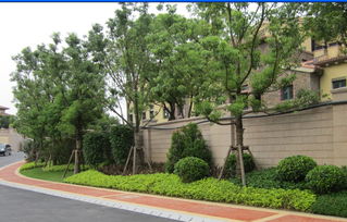 福州园林绿化工程 乔木、花灌木种植设计与施工要点