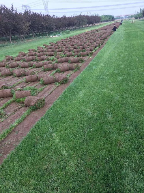 北京韩村河鲜花绿植基地 一站式园林绿化解决方案供应商