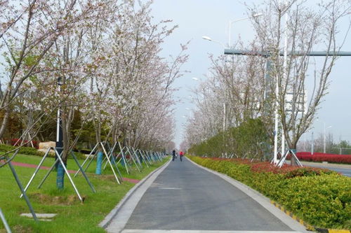 2019年苏州市园林绿化示范工程 有轨电车1号线延伸线景观绿化工程七标段建设纪实