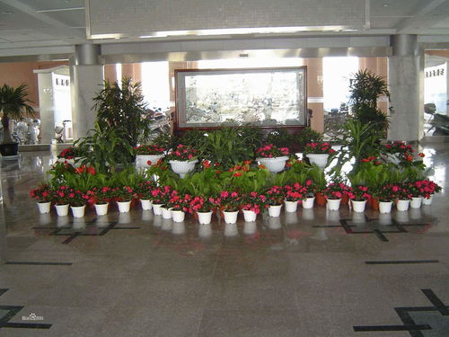 深圳盆景批发 园林绿化工程的艺术与商业融合