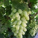 沭阳县久久干花工艺品厂 园林绿化工程的艺术之选