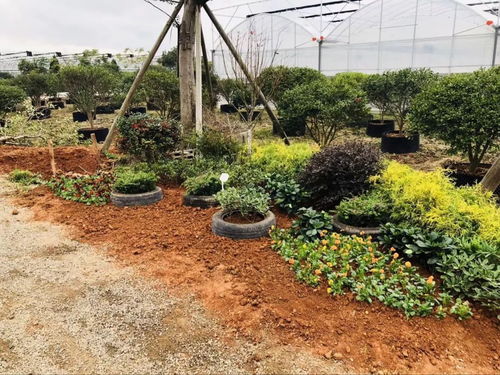 植物哲学营造的氛围 记我院园林162班花境设计与施工实践