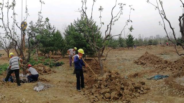 绿化工程园林施工中多种苗木的种植技术与管理要点