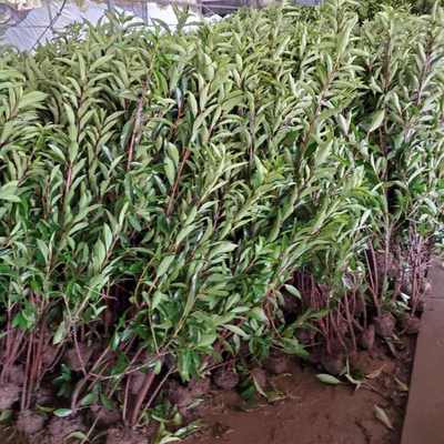 法国冬青基地批发、价格与园林绿化工程施工指南